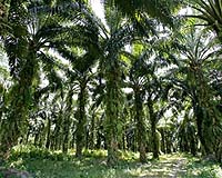 Biofuel to power Indonesia's anti-poverty drive