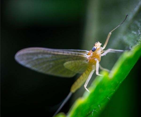 German Entomological Institute names Danish mayfly Insect of the Year