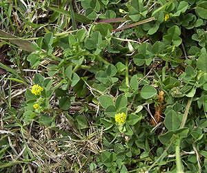 Legumes give nitrogen-supplying bacteria special access pass