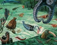 Fluctuating oxygen caused evolutionary surges during Cambrian period