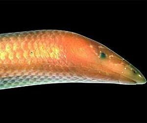 New 'Moby Dick' lizard species found in Madagascar