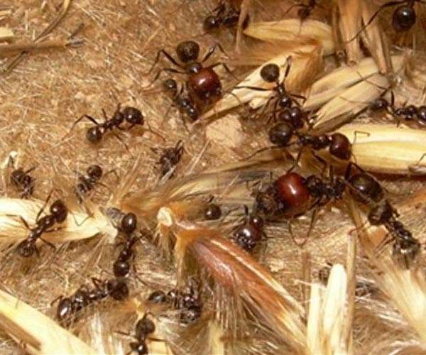 How many ants are on Earth? 20 quadrillion, study says