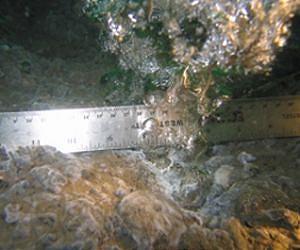 Strange diet for methane consuming microorganisms