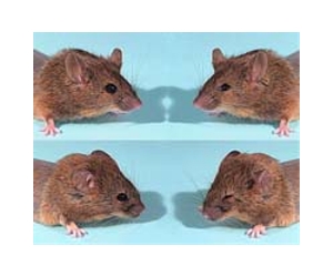 US scientists create mice from two fathers