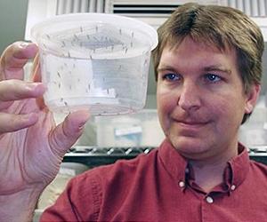 The First Malaria-Proof Mosquito
