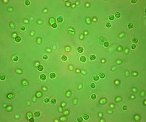Biofuels Summit To Explore Latest News On Biofuels Industry