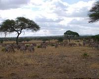 After a clean kill, African game-hunters defend the right to shoot