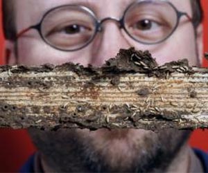 Termites digestive system could act as biofuel refinery