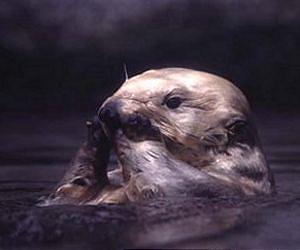 Campaign aimes to clear highlands of mink