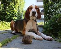First luxury Perigord truffle is cultivated in Britain