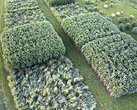 Switchgrass Produces Biomass Efficiently