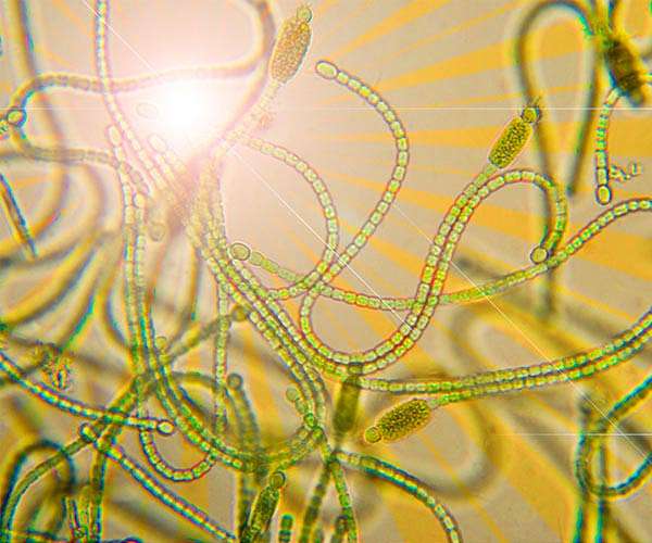 Photosynthesis: varying roads lead to the reaction center