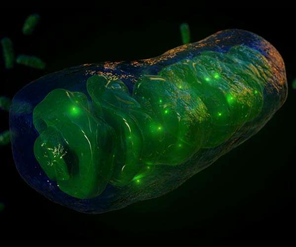 New research on the emergence of the first complex cells challenges orthodoxy