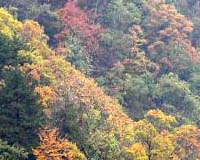 Scientists Point To Forests For Carbon Storage Solutions