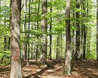 Abandoned fields turn into forests five times faster than thought