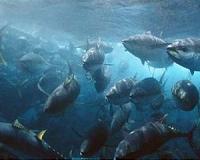 Pacific states say tuna talks making slow progress