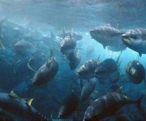 Time running out to save tuna stocks: campaigners