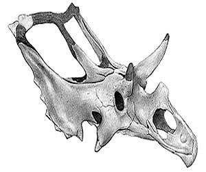 New Dinosaur Species Named For Flamboyant Frill