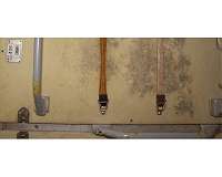 Space station mold survives high doses of ionizing radiation