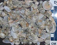 Unusual cancer spreads among clams off N. America