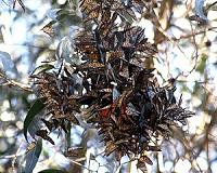 Monarch butterflies disappearing from western US