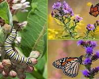 Monarch butterflies face hardships on fall migration