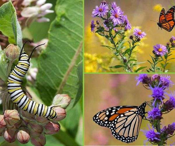 Endangered monarch butterflies face perilous storm