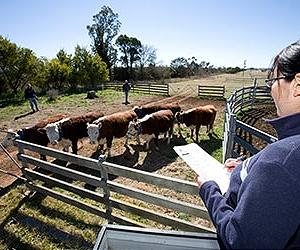 Measuring How Farm Animals Feel