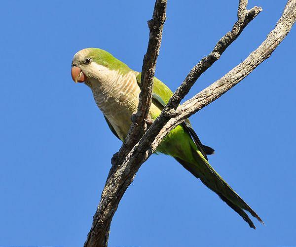 Unravelling the mystery of parrot longevity
