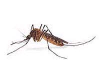 Second Zika case confirmed in China: Xinhua