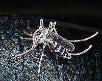Mosquito Survives In Outer Space