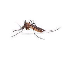 Scientists Identify Nature's Insect Repellents