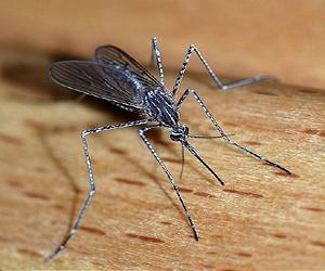 Plants provide accurate low-cost alternative for diagnosis of West Nile Virus