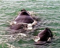 Canada orders reduced ship speeds to prevent right whale deaths