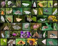 Commercial agriculture reduces butterfly diversity by two-thirds