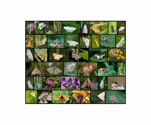 Battle between moths, bats driving acoustical evolution