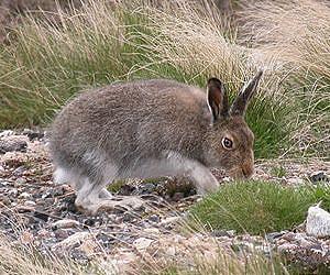 Irish mammals under serious threat from 'invasional meltdown'