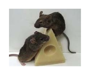 Endangered French cheeses cry out for help