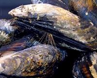 Learning from the mussel, scientists create a biologically active titanium surface