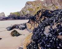 Mussels 'cooked alive' in balmy New Zealand ocean