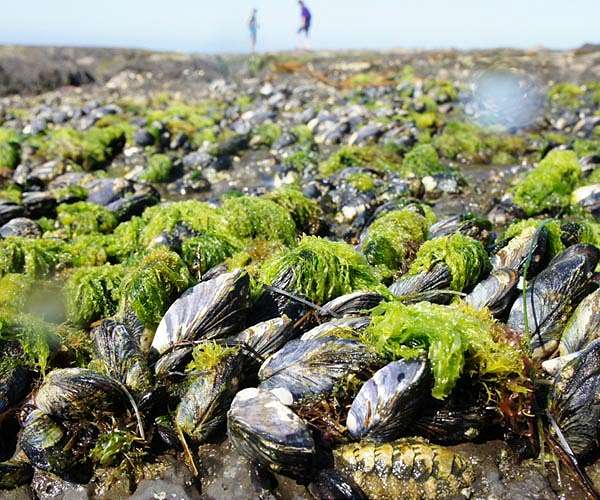 Poaching of 'status symbol' date mussels threatens Italy's coasts