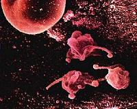 China confirms more cases of mystery viral pneumonia