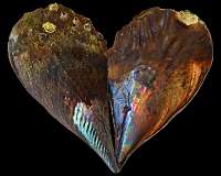 Researchers create artificial mother-of-pearl using bacteria