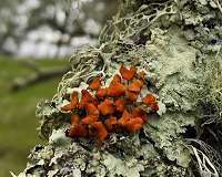 Lichens thrived, diversified after the dinosaurs died out