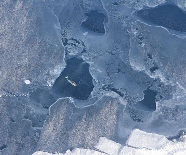 Narwhal tusks offer insights into Arctic's changing climate, shifting biodiversity