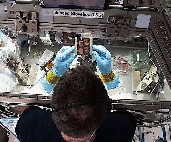 NASA funds two teams to push life sciences research in space