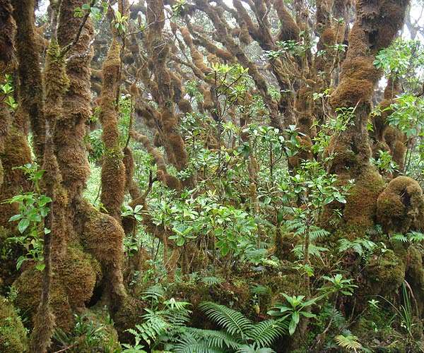 Sixth Mass Extinction of global biodiversity in progress