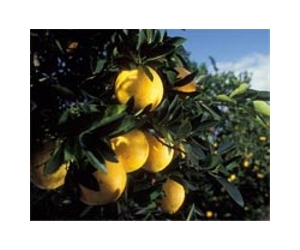 UF researchers discover 'green' pesticide effective against citrus pests