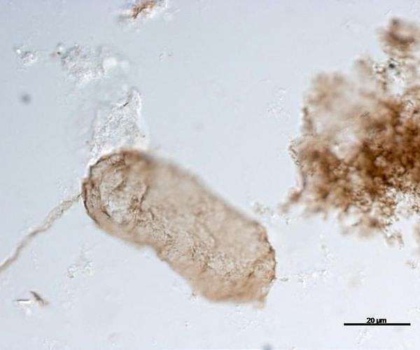 Evolution of photosynthesis expanded with discovery of oldest thylakoids in a fossil cyanobacteria