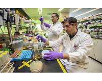 Bright skies for plant-based jet fuels